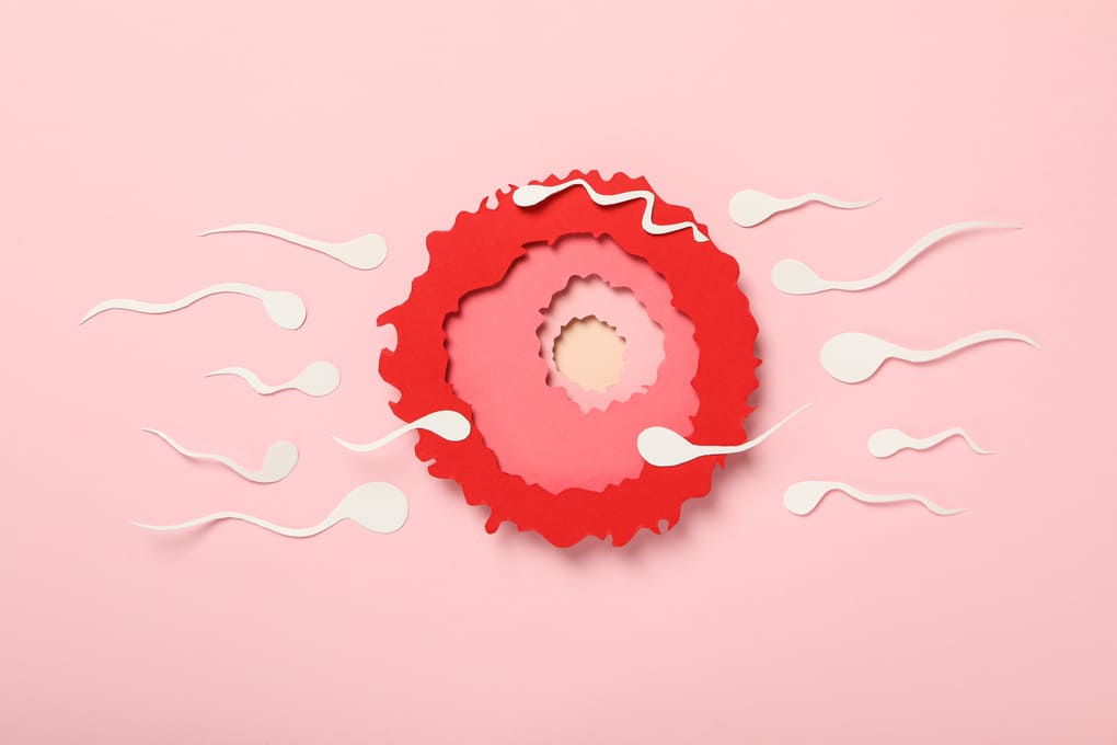 ¿Cómo identificar el sangrado de implantación? Guía para personas de  Bolivia